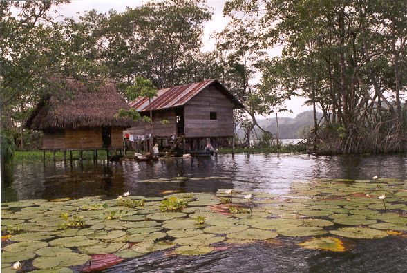 Mangrove du Rio Dulce