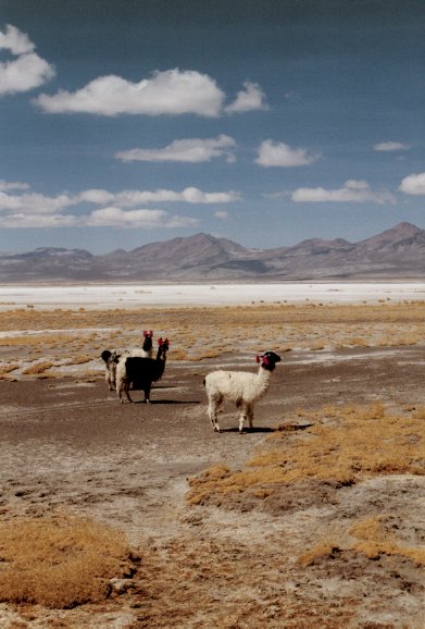 Laguna de Salinas