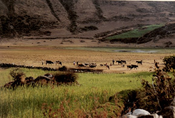 Paysage de Cashapampa